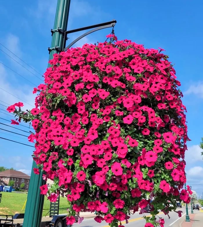 Diese Woche im Sonderangebot: 75 % Rabatt auf künstliche Blumen mit UV-Simulation